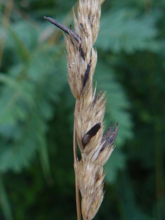 graminacea con claviceps - Festuca sp.